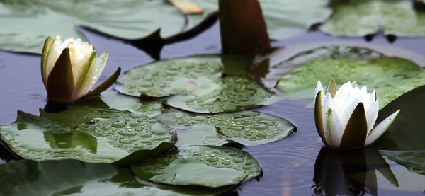 본격적인 여름 장마가 시작된 24일, 함평군 함평엑스포공원 연못에 꽃망울을 활짝 터뜨린 수련이 빗방울을 머금고 있다.                                                                                                         /함평군 제공