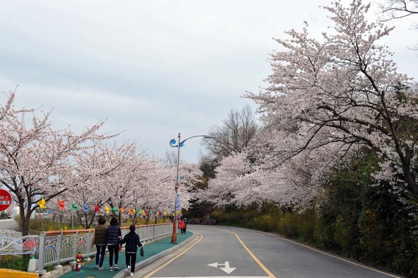 목포시가 코로나19 확산 방지를 위해 매년 4월 유달산 일원에서 개최하는 ‘목포 유달산 봄 축제’를 전면 취소한다고 밝혔다.                                                       /목포시 제공