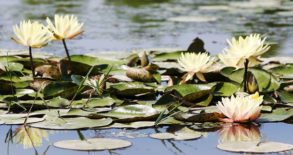 예년보다 이른 더위에 초여름 날씨를 보인 지난 9일 함평엑스포공원에 조성된 수련연못에 수련꽃이 활짝 피어있다.                                         /함평군 제공