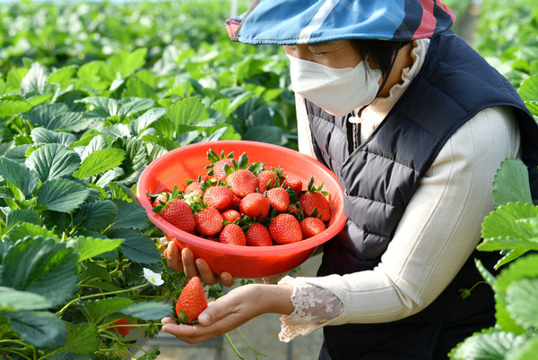 담양군 대전면의 한 딸기농장에서 농부가 올해 첫 딸기를 수확하고 있다.  /담양군 제공