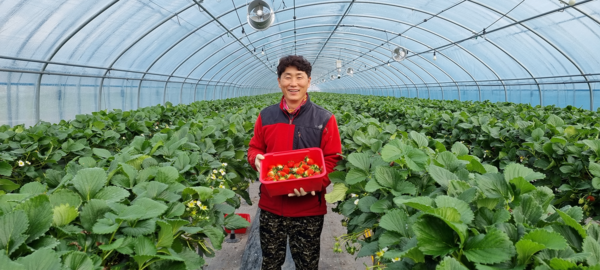 박성철씨 농가에서 제철을 맞은 강진산 딸기를 수확하고 있다./강진군 제공