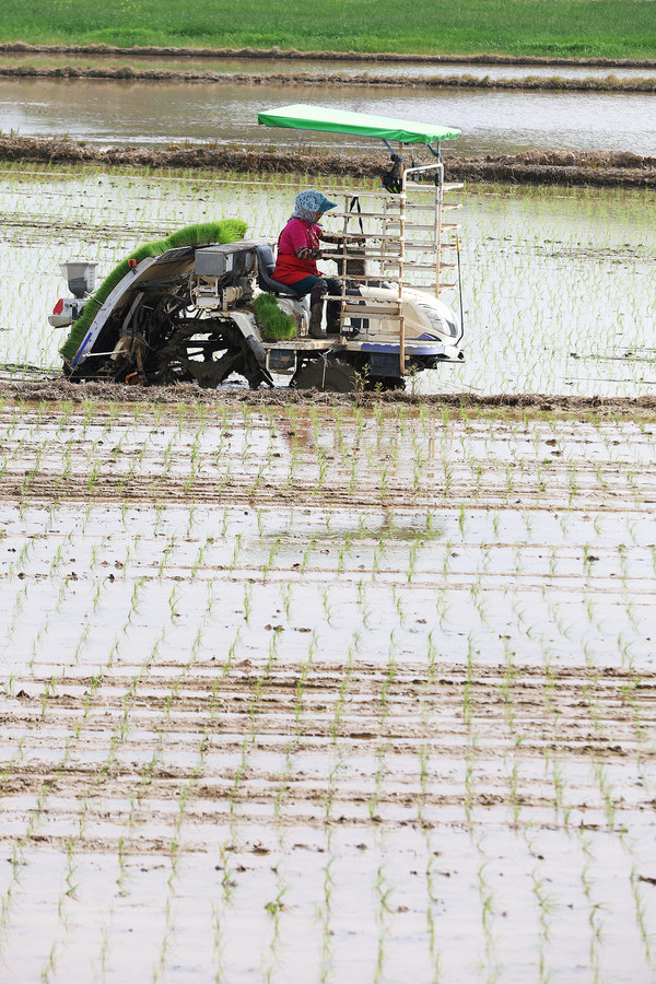 초여름 날씨를 보이던 지난 7일 오전, 함평군 함평읍 대덕리 들녘 2ha 규모의 논에서 농부들이 첫 모내기를 시작했다.                                             /함평군 제공