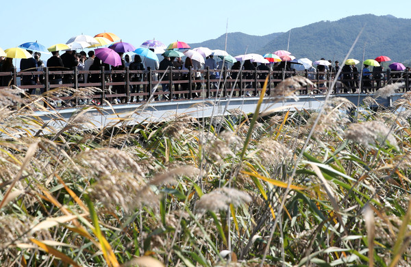 갈대축제장을 찾은 관광객들이 축제장에서 대여해 준 양산을 쓰고 갈대밭을 걷고 있다.                                                                                                                 /강진군 제공