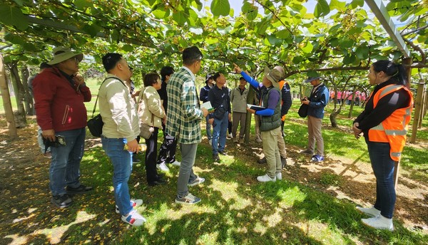 보성키위 세계화 개척단이 뉴질랜드 제스프리 농장에서 재배환경과 생산농법을 살펴보고 있다.                                                                                               /보성군 제공