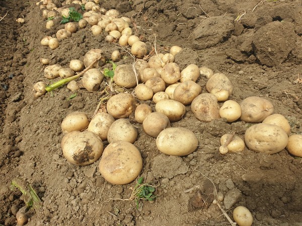 지난 1월 언피해(동해)를 이겨낸 구례 감자 수확이 본격적으로 시작돼 농민들에게 큰 기쁨을 주고 있다.                       /구례군 제공