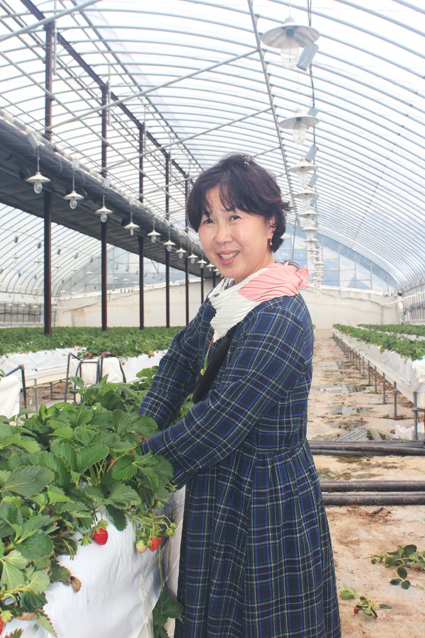 진원딸기 대표 윤혜영씨가 딸기 순을 손보고 있다.
