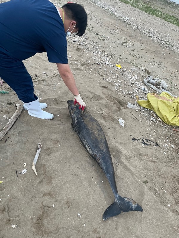 여수시 온동마을 해안가서 토종고래 상괭이 사체 1구 발견.  /해양환경인명구조단 제공