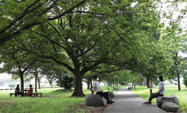 1962년 천연기념물 제108호로 지정된 함평 향교리 느티나무·팽나무·개서어나무숲. /함평군 제공