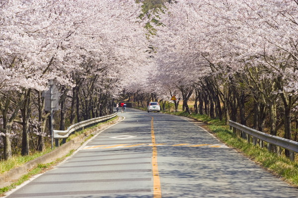 고흥만수변 노을공원으로 가는 길목 3.5㎞ 구간에 펼쳐진 벚꽃길.
