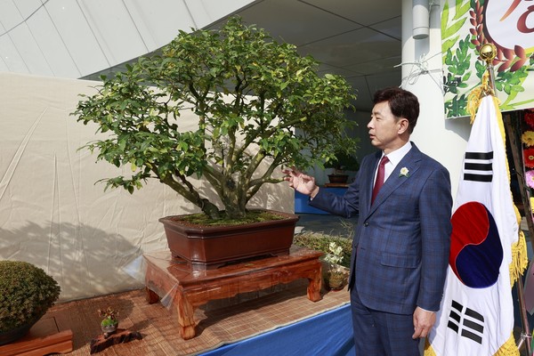 2022 전남도 분재대전 출품작 차나무 분재를 보고 있는 김철우 보성군수./보성군 제공