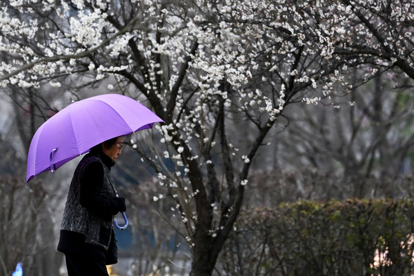 광주 서구 5·18기념공원에서 한 시민이 우산을 쓴 채 걷고 있다. /뉴시스