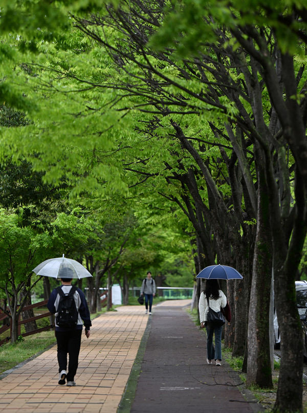 비가 내리는 15일 오전 광주 북구 용봉동 전남대학교 캠퍼스에서 학생들이 우산을 쓴 채 나무 아래 길을 걷고 있다.                    /뉴시스